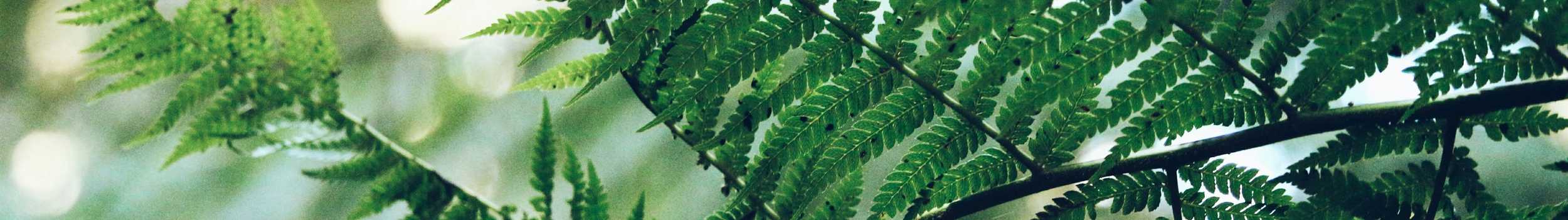 A photo of an intricate tree canopy