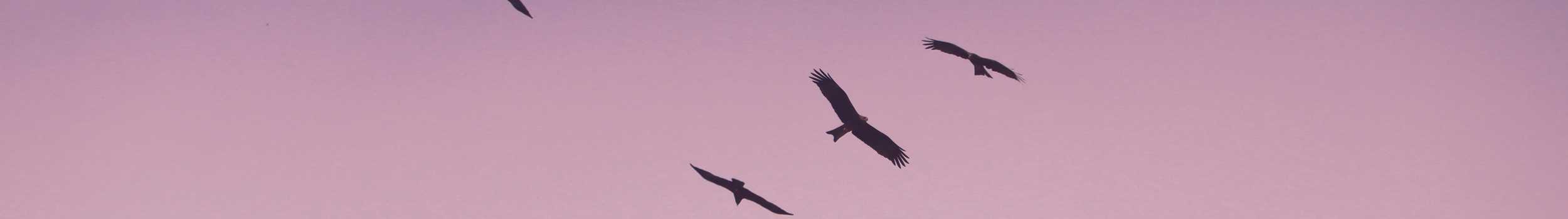 A photo of birds flying in the sky